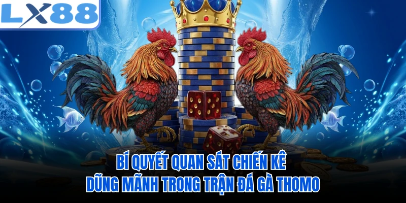 Bí quyết quan sát chiến kê dũng mãnh trong trận đá gà Thomo 